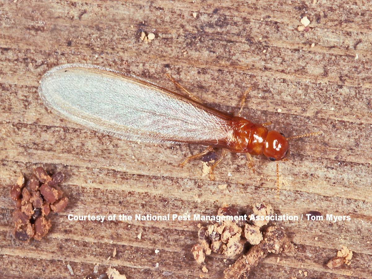 Drywood Termites Family Kalotermitidae