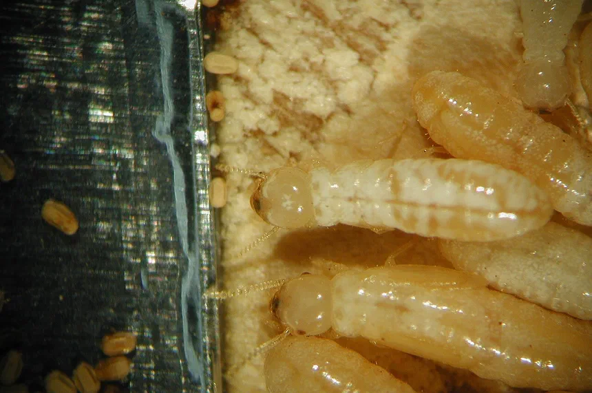 Drywood Termites