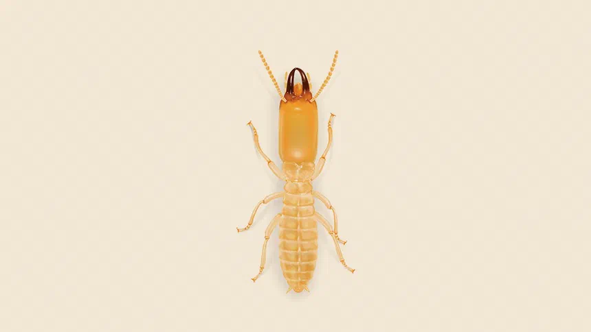 Eastern Subterranean Termite Facts & Information