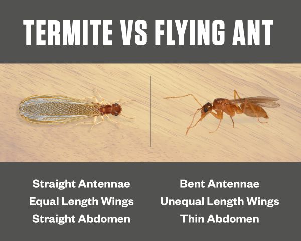 Difference Between Flying Ants And Termites