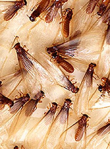 Flying Termites