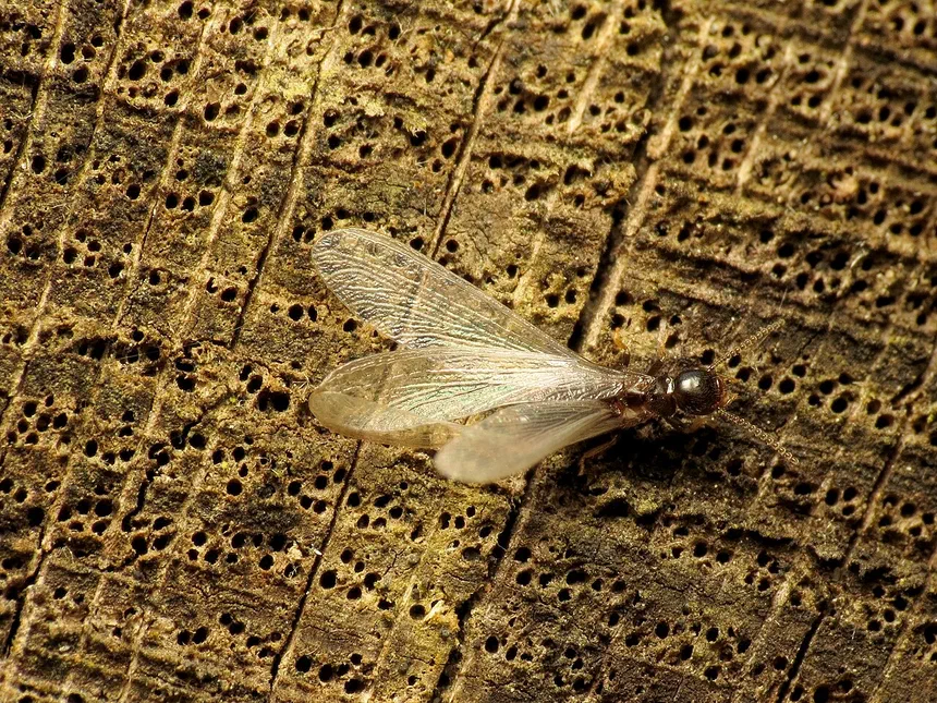 Flying Termites