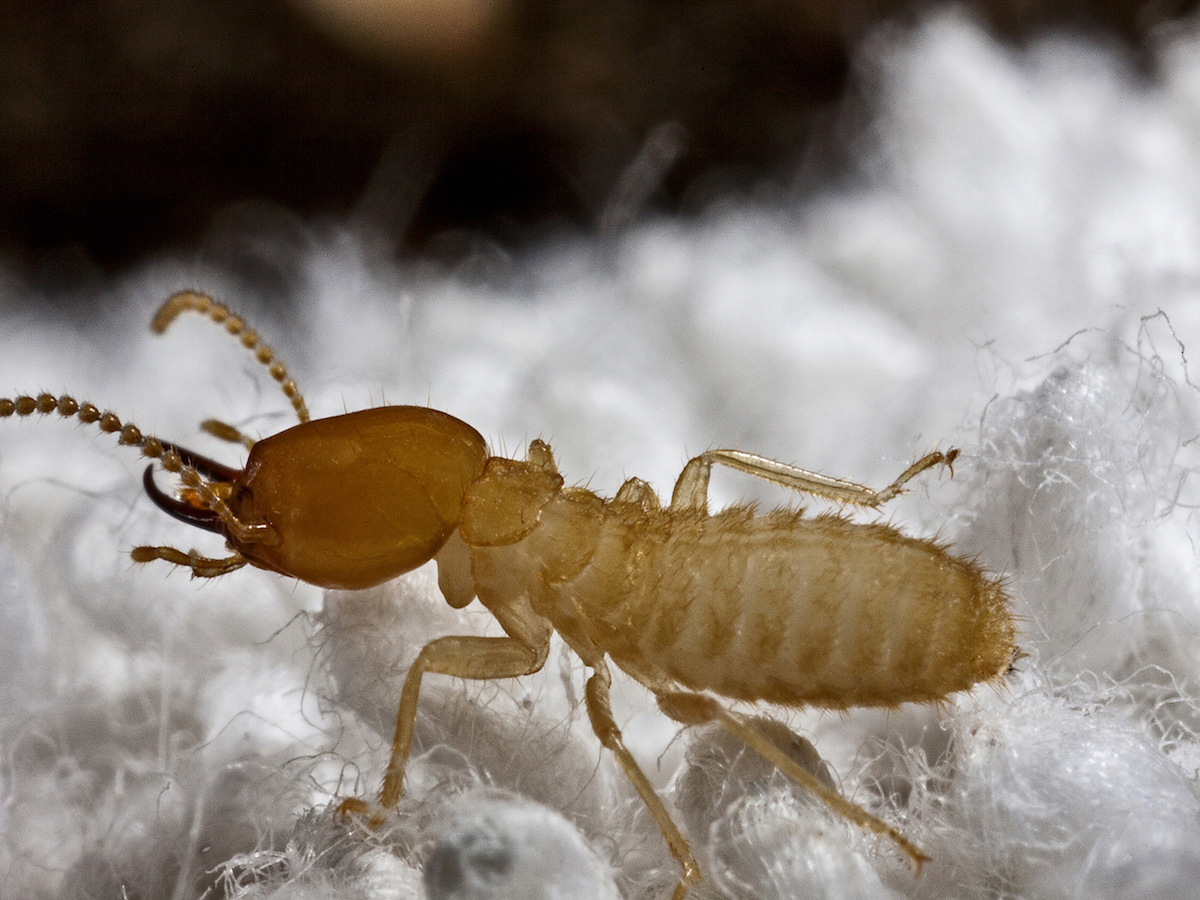 Formosan Termites C. formosanus