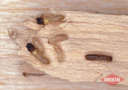 How Do Termites Get Into Your House?