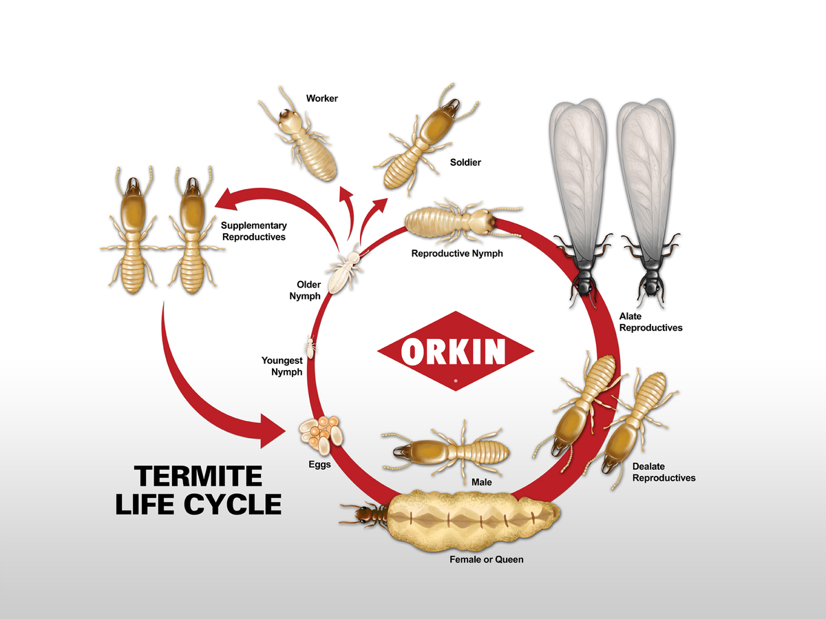 Termite Life Cycle