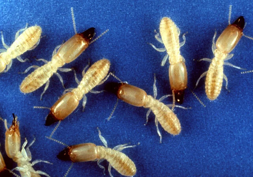 Termite Life Cycle
