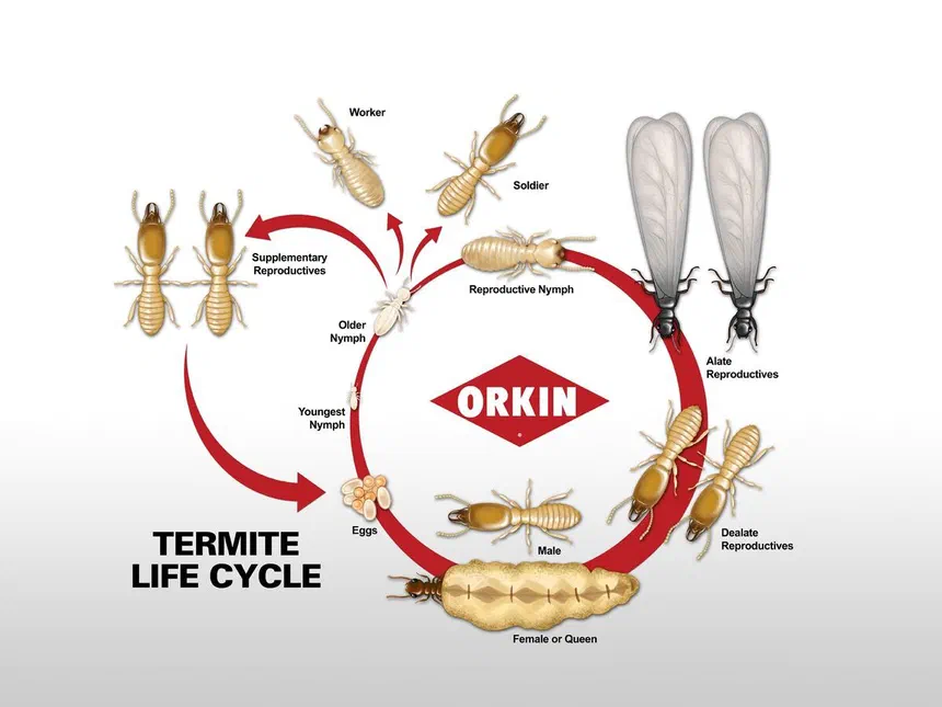 Termite Life Cycle