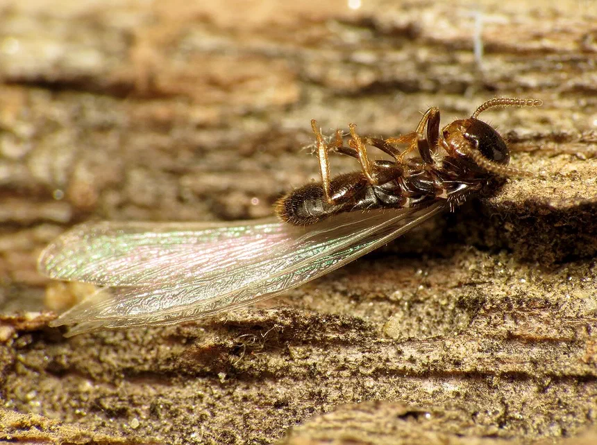 Types of Reproductive Termites