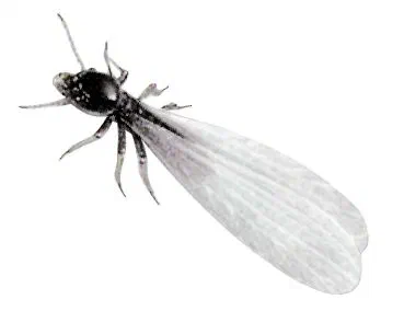 Types of Reproductive Termites