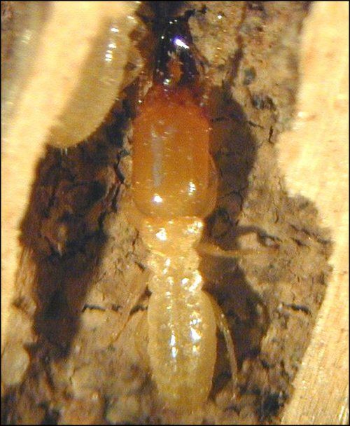 What do Soldier Termites do in a Termite Colony?
