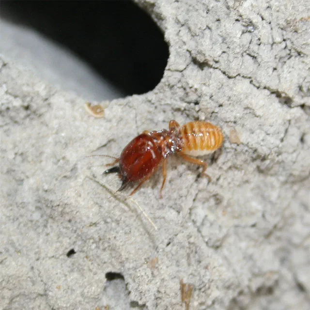 What do Soldier Termites do in a Termite Colony?