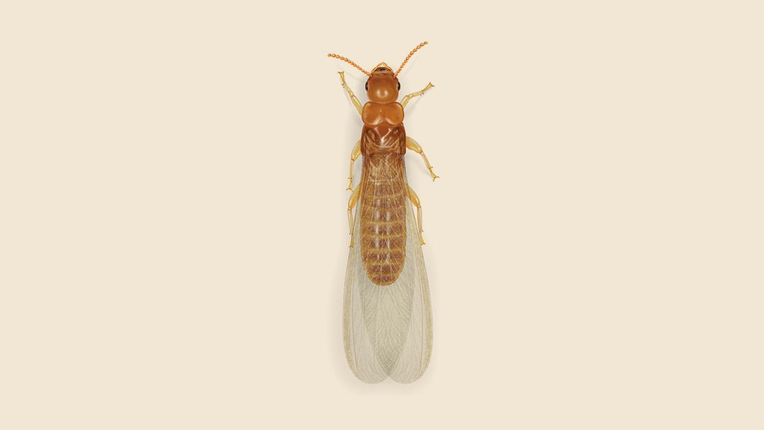 Southeastern Drywood Termite Facts & Information