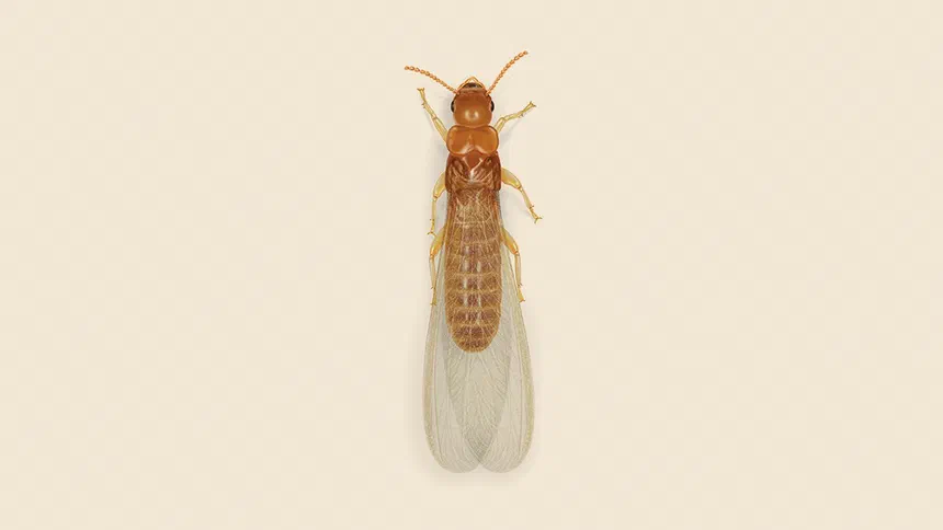 Southeastern Drywood Termite Facts & Information