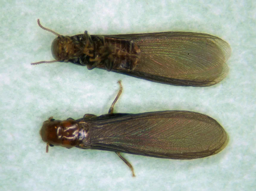 Southeastern Drywood Termite Facts & Information