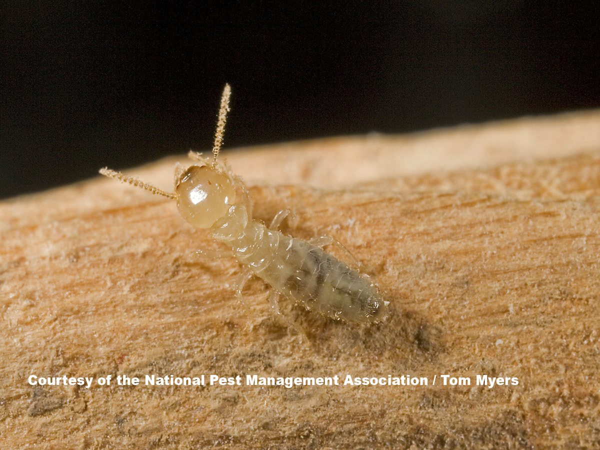 Subterranean Termites Family Rhinotermitidae