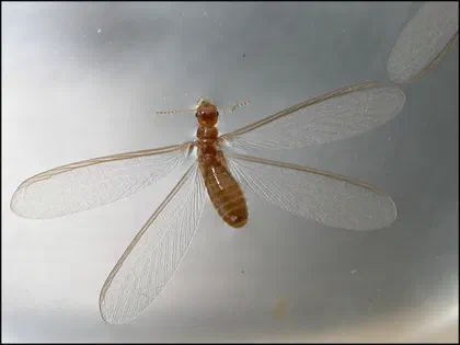 Termite Alates