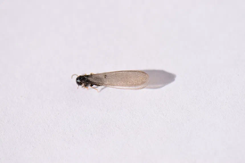 Termite Alates