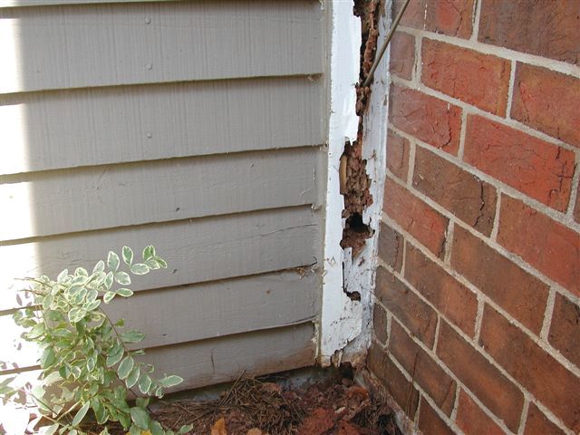 Signs of Termite Damage