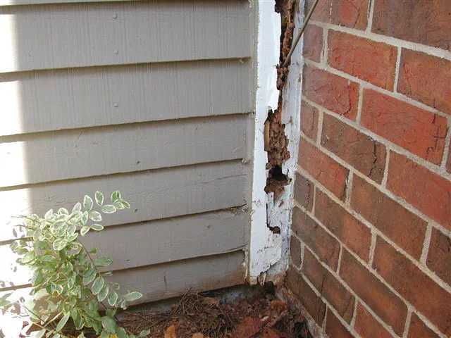 Signs of Termite Damage