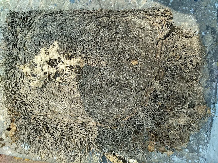 Signs of Termite Damage