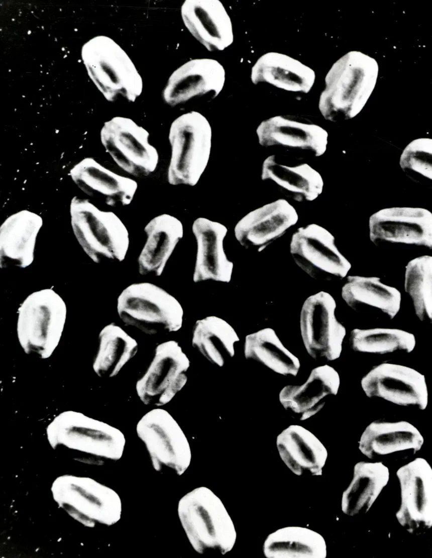How to Identify Termite Droppings