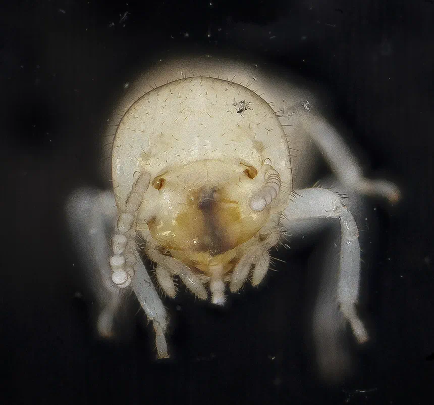 Termite Exit Holes