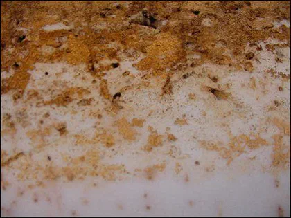 Termite Exit Holes