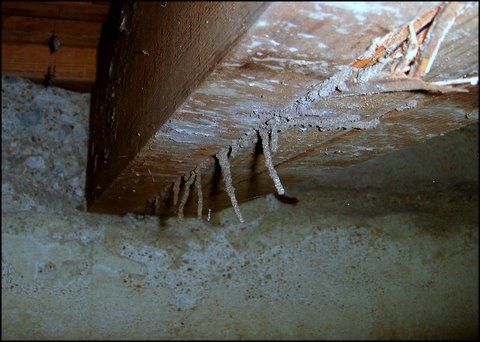 Termite Floor Damage