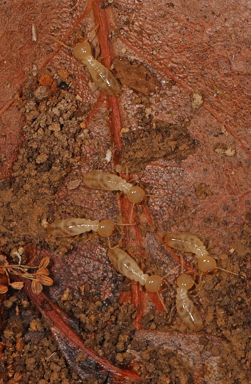 Termite Foundation Damage