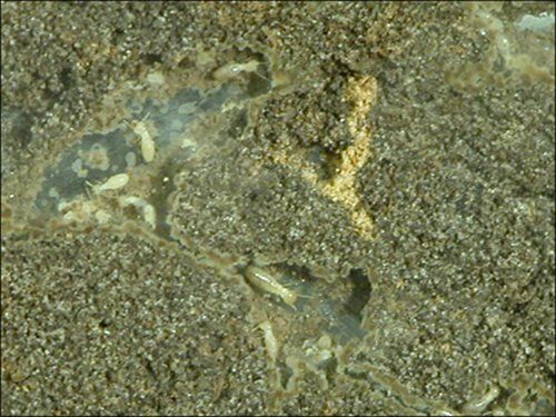 Termite Larvae