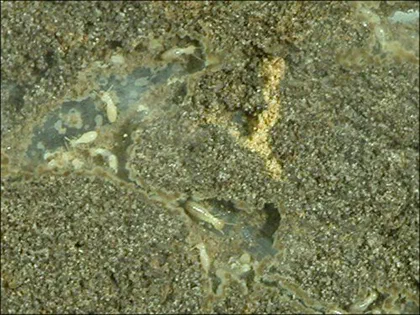 Termite Larvae