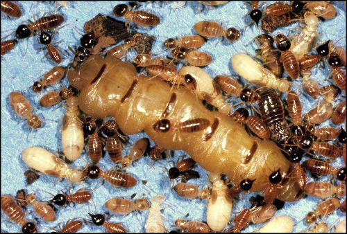 Do Termites Have a Queen?