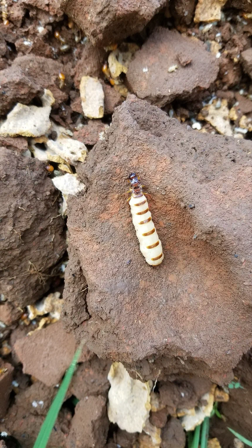 Do Termites Have a Queen?