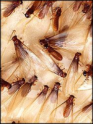 Termite Swarm