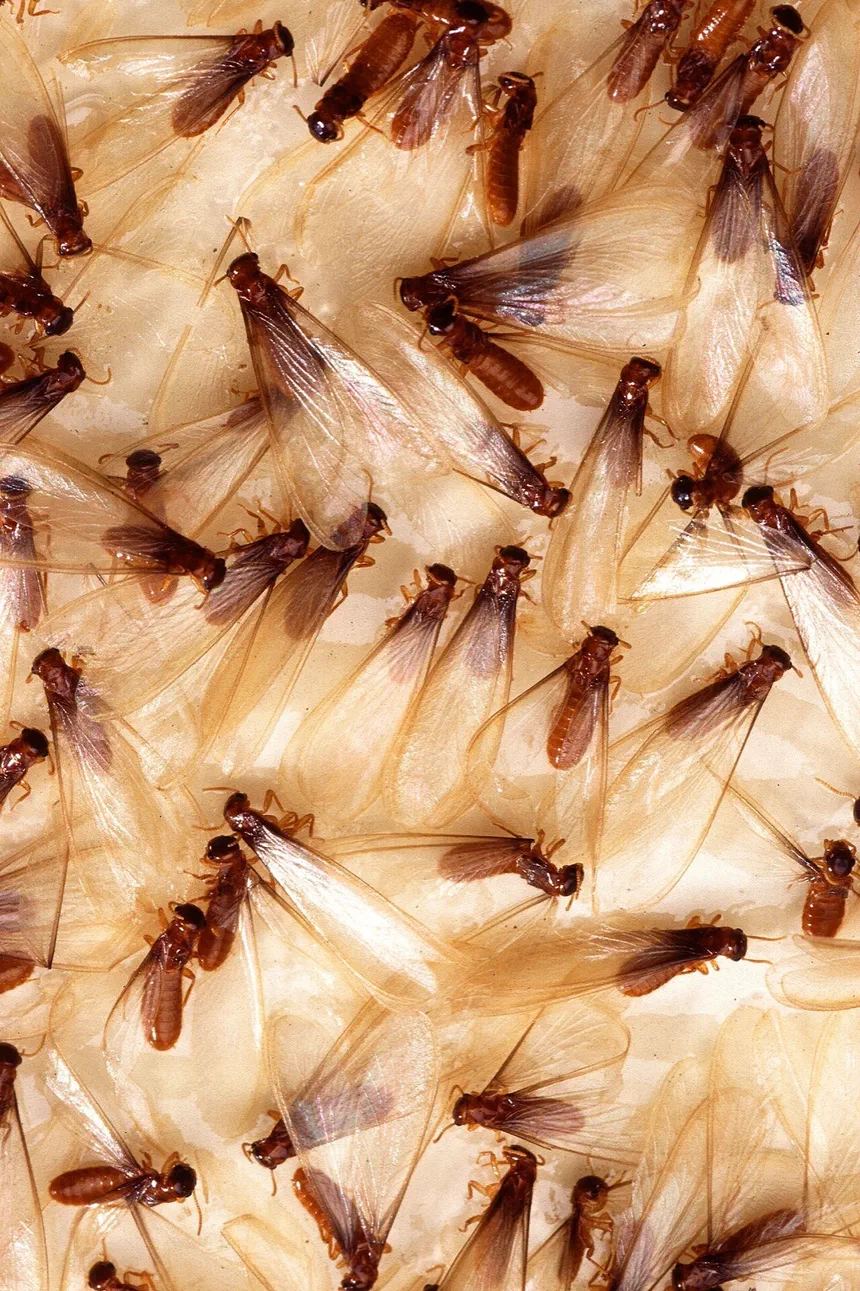 Termite Swarm
