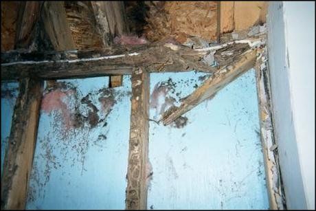 Termite Wall Damage