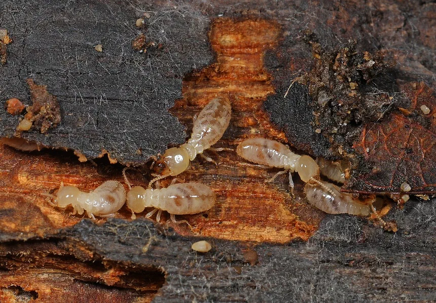 Termite Wall Damage