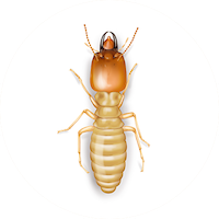 Types of Termite Treatments