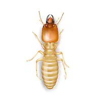 Illustration of Subterranean Termite