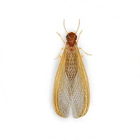 Illustration of Drywood Termite