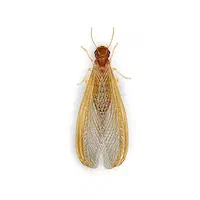 Illustration of Drywood Termite