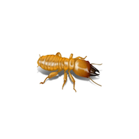 Illustration of Dampwood Termite