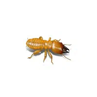 Illustration of Dampwood Termite
