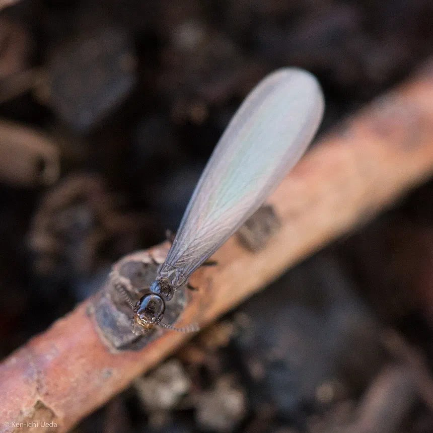 Western Subterranean Termite Facts & Information