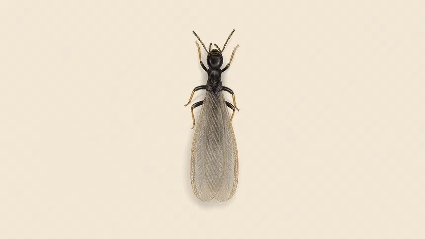 Western Subterranean Termite Facts & Information