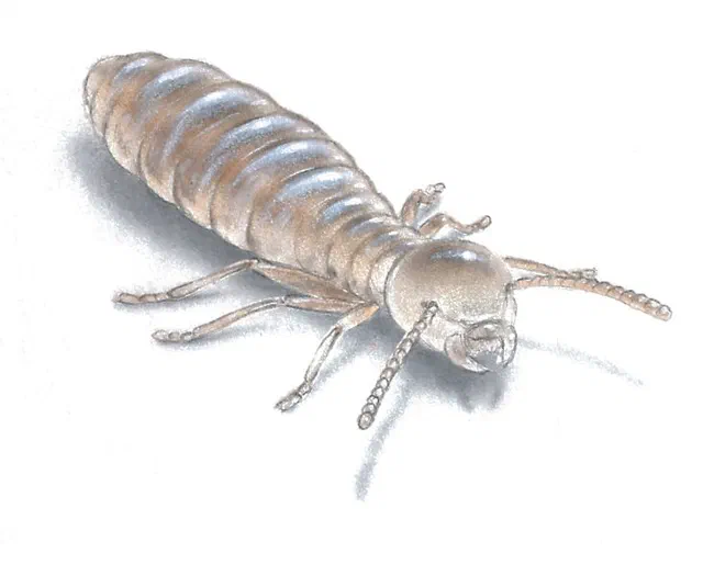 Worker Termites