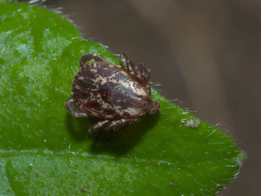 Ticks