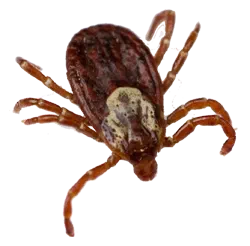 Ticks