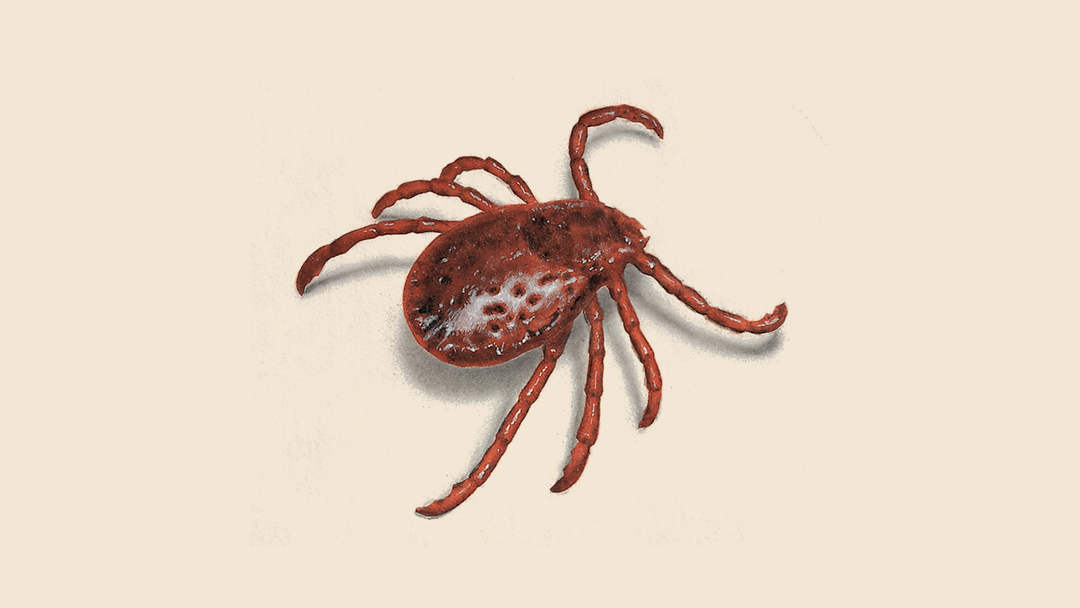 Types of Ticks