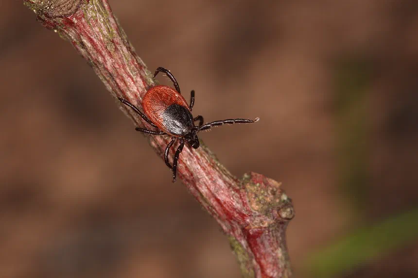 Soft Ticks